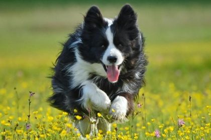 Neue Antibiotika-Regeln geplant: Sind Haustiere in Gefahr?