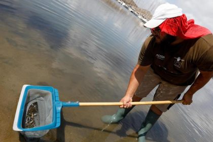 Riesiges Fischsterben in Europas größter Salzwasser-Lagune