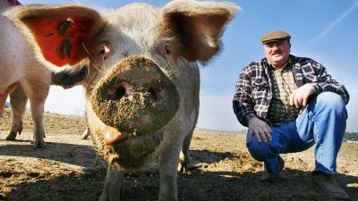 Politik sagt Schweinebauern Finanzhilfen zu