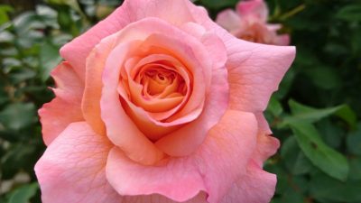 Das Rosen-Innere – Von Rainer Maria Rilke