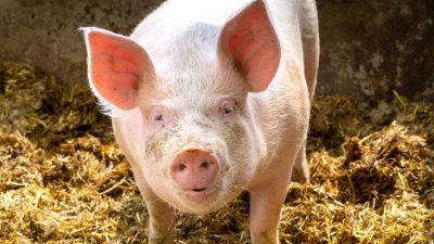 Schweinehalter fürchten das eigene Aussterben