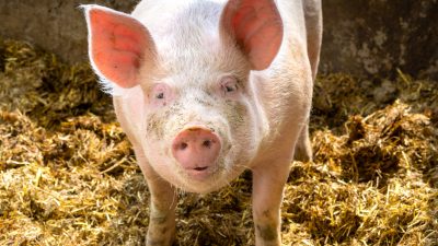 Schweinepest erreicht erstmals Mecklenburg-Vorpommern