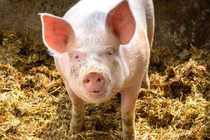 Schweinepest erreicht erstmals Mecklenburg-Vorpommern