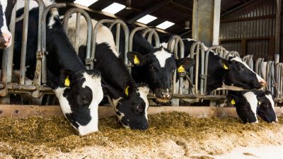 Plan für strengere Antibiotika-Regeln bei Tieren fällt durch