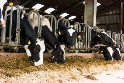 Plan für strengere Antibiotika-Regeln bei Tieren fällt durch