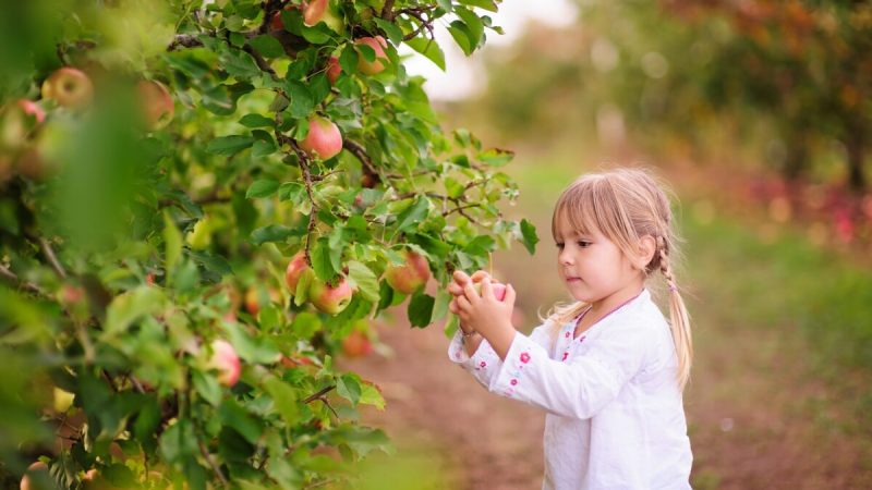 Apfelkuchen – vom Obstgarten in den Backofen