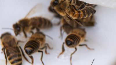 Paarung der Inselgäste: Der fruchtbare Sommer der Bienen