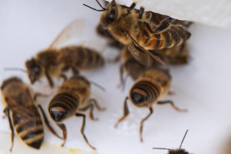 Paarung der Inselgäste: Der fruchtbare Sommer der Bienen