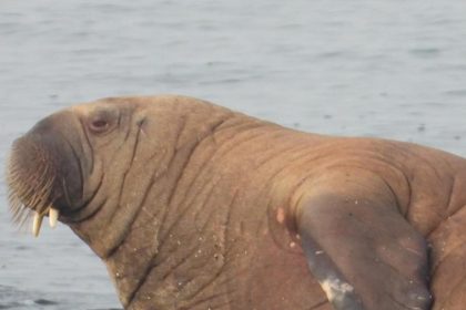 Spektakulärer Besuch: Walross ruht sich auf Baltrum aus