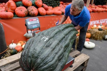 Riesengemüse bei Meisterschaft gekürt: Rekord bei Zucchini