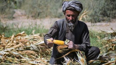 UNO: Jeder zweite Afghane von „akuter“ Nahrungsmittelknappheit betroffen