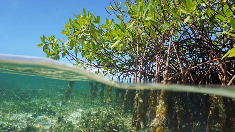 Mangroven auf der Yucatán-Halbinsel offenbaren gesunkenen Meeresspiegel