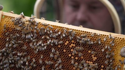 Imker soll 14.500 Euro Schadenersatz für glyphosatbelasteten Honig erhalten