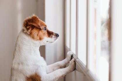 Einsame Hunde können ihre Besitzer künftig einfach anrufen