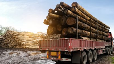 EU will Importe aus Abholzungs-Gebieten stoppen