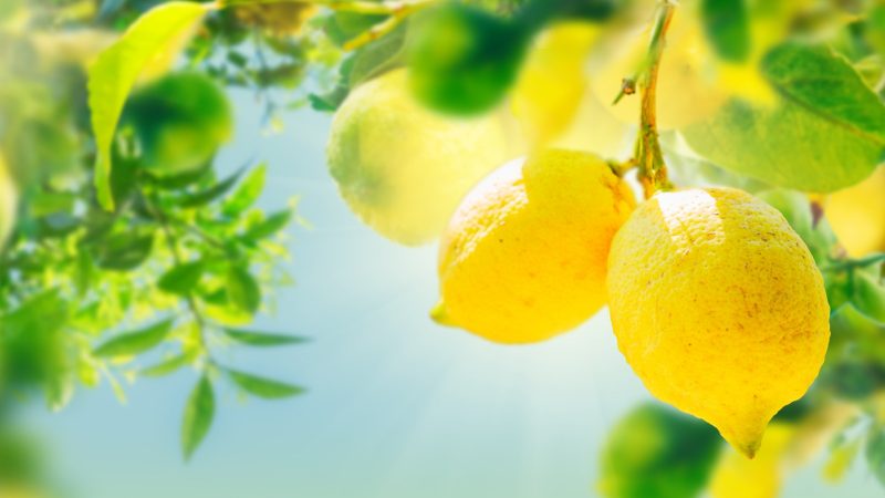 Zitronensäure könnte Umwelt und Klima schützen.