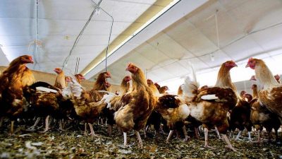 600.000 Enten und andere Tiere wegen Vogelgrippe in Frankreich gekeult