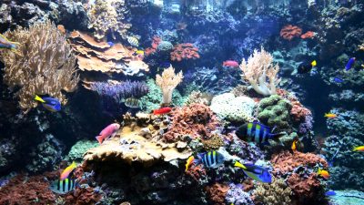 Die Korallen vor Ostafrika, dem Untergang geweiht?