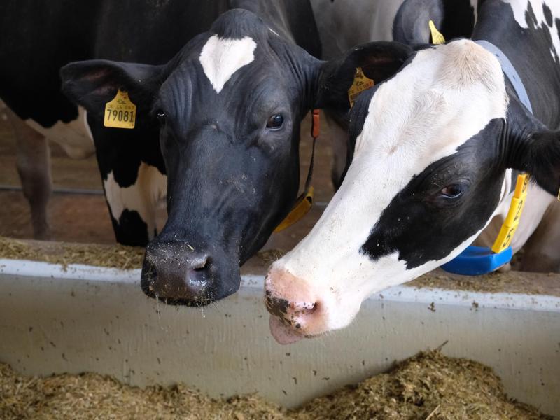 Butterpreis-f-r-Milchbauern-wirtschaftliches-Desaster-