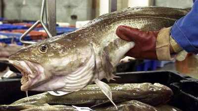 EU und Großbritannien einigen sich auf Fischfangmengen