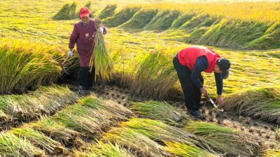 Menschenrechtsverletzungen für grüne Energie – Die KPC raubt den Bauern ihr Land