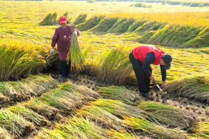 Menschenrechtsverletzungen für grüne Energie – Die KPC raubt den Bauern ihr Land