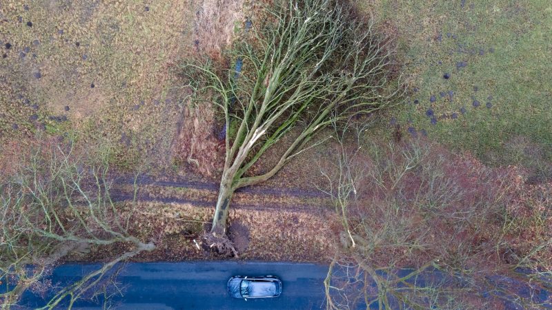 Der Tag nach dem Sturmtief «Nadia». Ein umgefallener Baum neben einer Kreisstraße in Drönnewitz, Mecklenburg-Vorpommern.