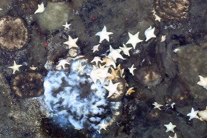 Üppige Schwammgärten in der arktischen Tiefsee entdeckt