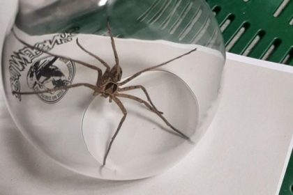Giftige Riesenkrabbenspinne in Bananenkiste entdeckt