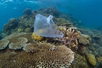 Studie zeigt: Plastikflut nimmt stetig zu und „wird häufig direkt ins Meer gekippt“