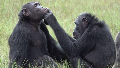 Schimpansen nutzen mögliche Heilkräfte von Insekten zur Wundbehandlung