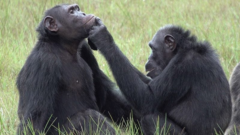 Schimpansen nutzen Insekten als Medizin gegen Wunden