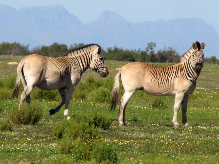Zwei nahezu streifenlose Rau-Quaggas (undatierte Aufnahme). Nach jahrzehntelangen Zuchtversuchen steht das Experiment des Quagga-Projekts in Südafrika vor seinem erfolgreichen Abschluss.