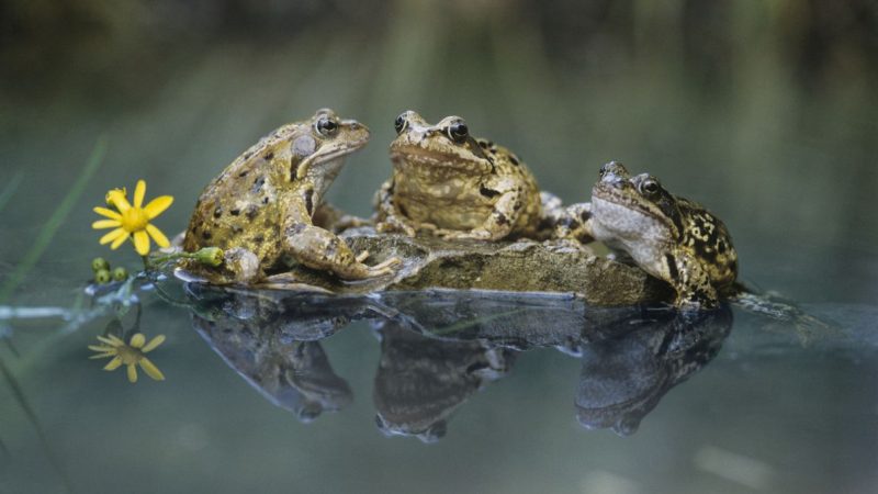 37+ Ein Tiefer Teich War Zugefroren, Weitere gute gedichte von johann