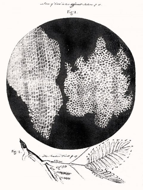 Zellstruktur von Flaschenkork