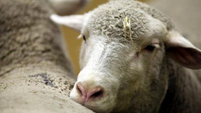 Bauernverband: Eine Milliarde Euro für Tierhaltungs-Umbau zu wenig