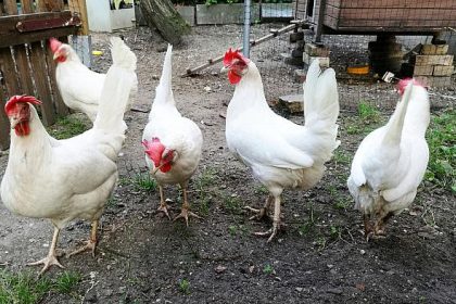 Geflügelhalter befürchten Knappheit bei Bio- und Genfrei-Futter