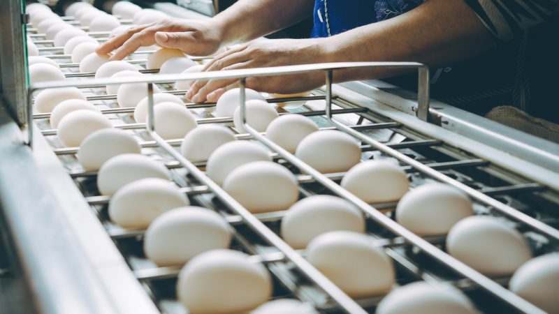 Deutsche Eier: Versorgung ab Sommer nicht mehr gesichert