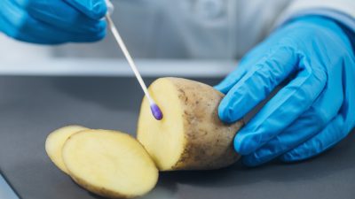 Deutsche Forscher entschlüsseln Erbgut von Kartoffel