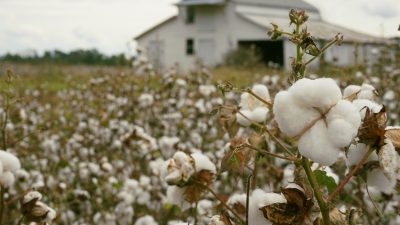 Baumwollpreise in den USA erreichen Zehn-Jahres-Hoch