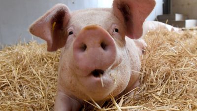 Glückliche Schweine grunzen kürzer und konstanter