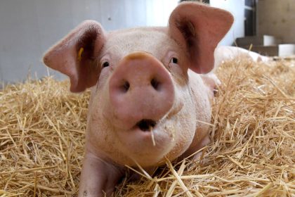 Glückliche Schweine grunzen kürzer und konstanter