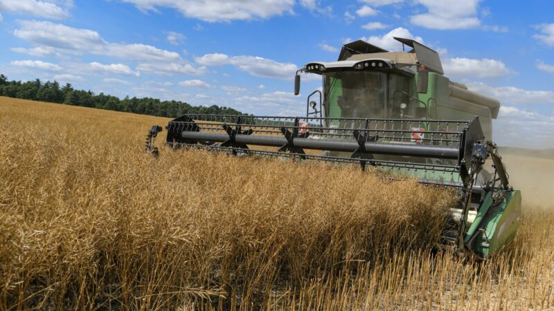 Der Export von Weizen, Roggen und Gerste aus Russland wurde gestoppt. Auch die Ukraine ist ein wichtiger Weizenlieferant in Europa.