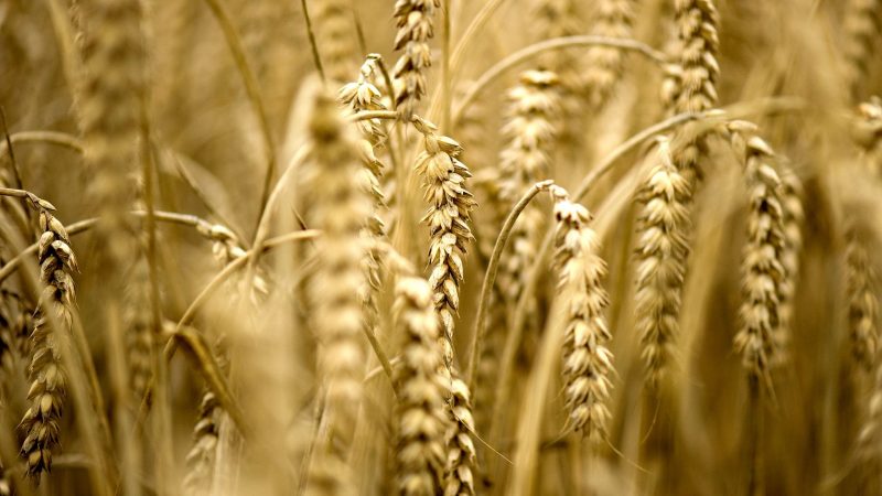 Wegen des Krieges in der Ukraine dürften große Mengen an Getreide aus dem osteuropäischen Land wegfallen.
