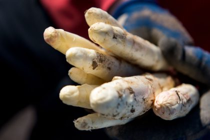 Spargelbauern bereiten sich auf Erntebeginn vor
