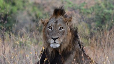 Tansanias König der Löwen stirbt mit zwölf Jahren bei Revierkämpfen