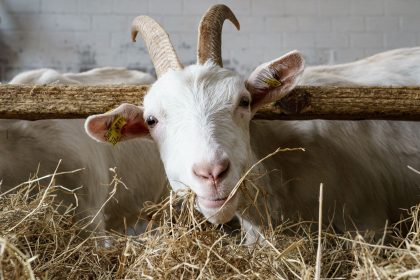 Sonntagsmärchen: Der Wolf und die sieben Geislein