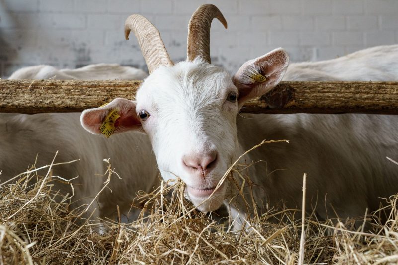 Eine Ziege bedient sich am Heu-Büffet in ihrem Stall im schleswig-holsteinischen Sörup. Wegen des Ukraine-Kriegs sind die Kosten für Futter, Energie und Dünger extrem gestiegen.