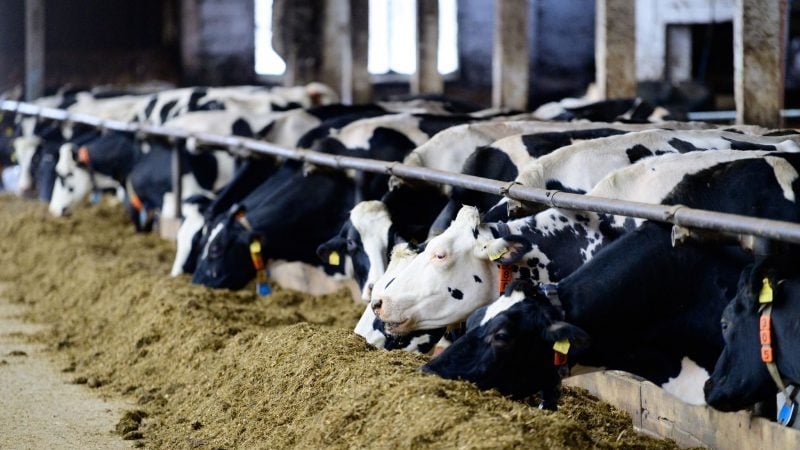 Kühe bedienen sich am Heu-Büffet in ihrem Stall im brandenburgischen Herzberg/Ot Züllsdorf. Wegen des Ukraine-Kriegs sind die Kosten für Futter, Energie und Dünger extrem gestiegen.