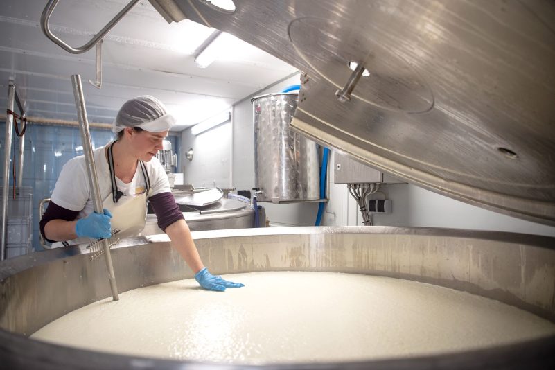 Steffi Heidrich bearbeitet die Gallerte. Mit einer mobilen Käserei in einem umgebauten LKW ist die Molkereifachfrau in Norddeutschland unterwegs um Käse direkt beim Landwirt auf dem Hof herzustellen.